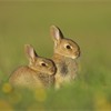 Rabbit (Oryctolagus cuniculus) - youngsters sat outside burrow entrance in late evening sun. Scotland. July. 
